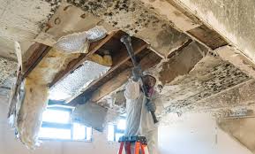 Professional Mold Prevention & Removal  in Rochester, PA